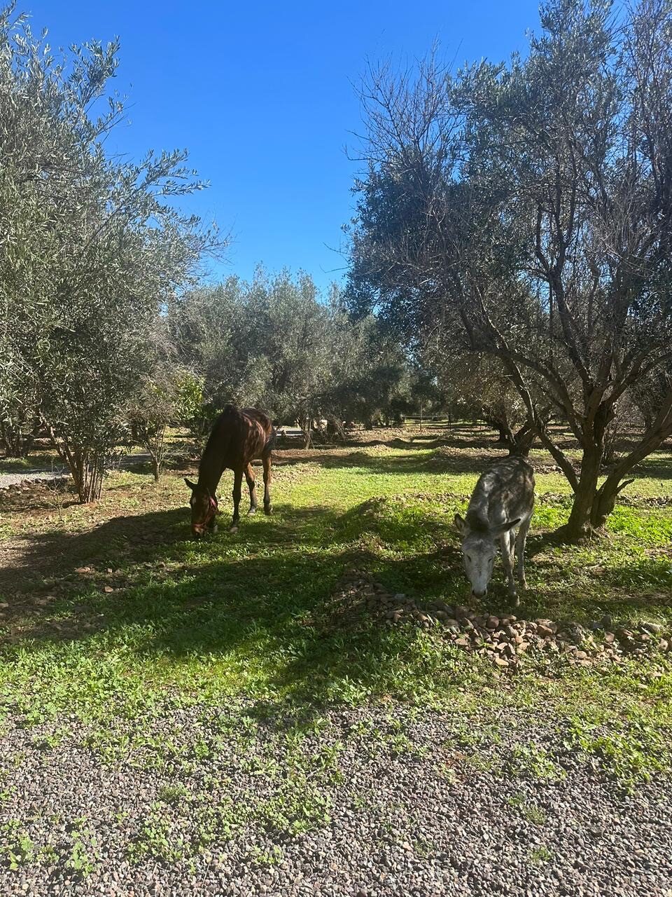 Ferme 45min de Marrakech — photo 5